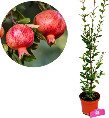 Obrázok produktu pre Punica granatum 'Maia', granátové jablko, 2-litrový kvetináč