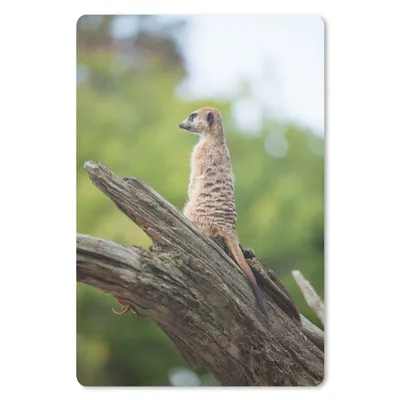 Produktbild von MuchoWow® Mauspad Mousepad Erdmännchen - Ast - Baum 18x27 cm - Mousepads - Maus Mat - Pad - Mausunterlage