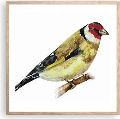 Produktbild von Gerahmtes Poster - Rahmen in heller Eiche - Stieglitz Vogel Aquarell - 60x60 cm - Wand Bild - Wanddeko - Wandbilder - Wandposter - Bilderrahmen - Bilder - Kunstdruck - Wandbild - P2NAC60x60-4179
