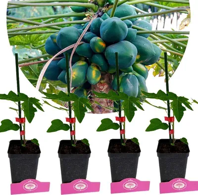 Produktbild von Set mit 4 Papaya – Carica Papaya – Höhe 25cm – 9cm Topf