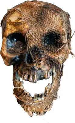 Produktbild von Vermoderter Totenschädel mit beweglichem Kiefer 22 cm