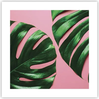 Produktbild von Poster - Poster ohne Rahmen - Monstera Blatt Rosa - 40x40 cm - Wand Bild - Wanddeko - Wandbilder - Kunstposter - Wandposter - Bilder - Kunstdruck - Wanddekoration - Wandbild - P2XAC40x40-4407