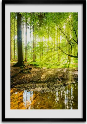 Produktbild von Bild - Bilderrahmen - 50 cm x 70 cm - MDF - Rahmen - Wandkunst Sonne im Wald