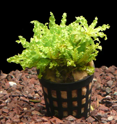 Produktbild von 1 Topf Sternkraut (Pogostemon Helferi)