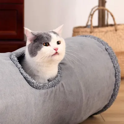 Katzenspielzeug, Hauptbild