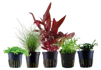 Produktbild von Pflanzen Set mit 5 Vordergrund Topf Aquarium Wasserpflanzen AquaOne Nr.113