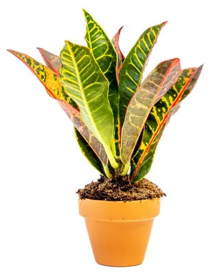 Produktbild von Gardneria (Codiaeum), Pflanzengröße: Durchmesser 6 cm
