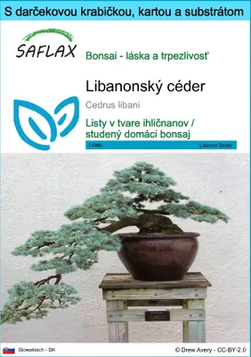 Obrázok produktu pre SAFLAX Darčeková sada - Libanonský céder - Cedrus libani - 20 Semená - S darčekovou krabičkou, prepravným štítkom, darčekovou kartou a pestovateľským médiom