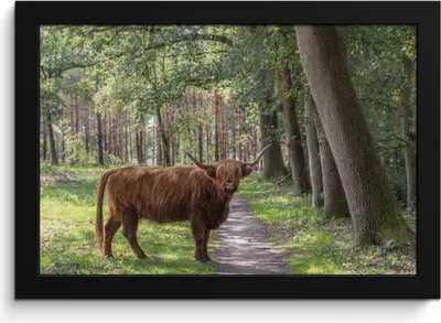 Produktbild von MuchoWow® MuchoWow® Gerahmtes Poster Wald - Schottisches Hochlandrind - Licht 30x20 cm - Poster mit zchwarzem Bilderrahmen - Kunstdruck - Bild-Poster