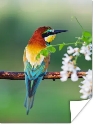 Produktbild von MuchoWow® Poster Vogel - Bienenfresser - Blumen 120x160 cm - Wandbilder