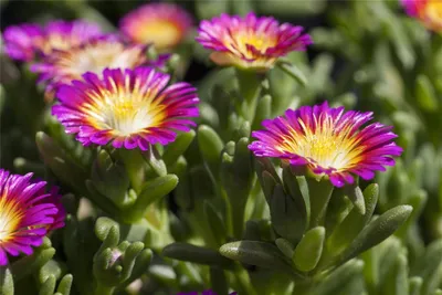 Produktbild von Mittagsblume Wheels of Wonder® 'Purple Wonder'