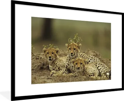 Produktbild von MuchoWow® Gerahmtes Poster Junge Gepardenjunge 90x60 cm - Poster mit Schwarzem Bilderrahmen Wandposter Rahmen Foto Bilder - Wanddekoration - Fotos