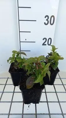 Produktbild von 6 x  Chelonopsis moschata - Röhrennessel - Topf 9 x 9 cm