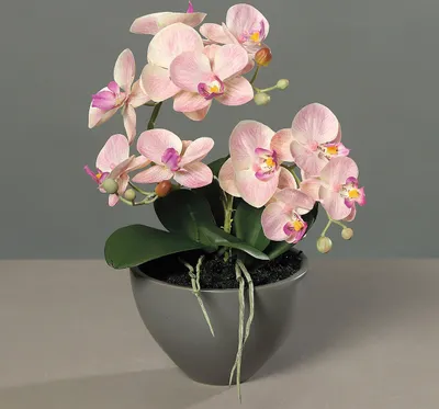 Produktbild von künstliche Orchidee, Phalaenopsis in Keramikschale 35cm pink creme DPI