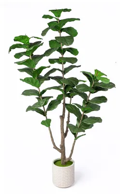 Produktbild von Kunstpflanze Ficus Lyrata mit Topf, 210 cm
