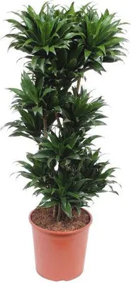 Zdjęcie produktu dla Dracena Compacta – wysokość 140 cm – średnica 30 cm – elegancka roślina doniczkowa o gęstym, ciemnozielonym ulistnieniu – łatwa w pielęgnacji i wytrzymała – do salonu, biura i pomieszczeń wewnętrznych