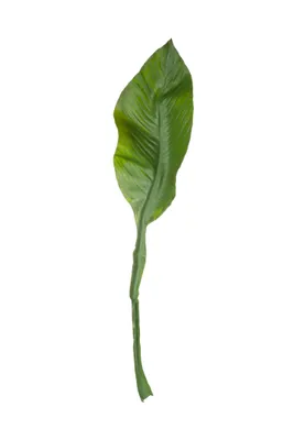 Produktbild von ASA Amazonaslilienblatt DEKO L. 75 cm 66647444 ! Vorteilsset beinhaltet 4 x den genannten Artikel und Geschenk + Spende