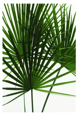 Palmenblätter Poster – Kunstdruck, 50 x 70 cm, ohne Rahmen