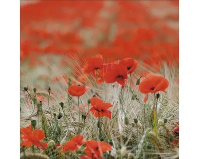 Produktbild von Glasbild Red Flowers GLA1193 80x80 cm