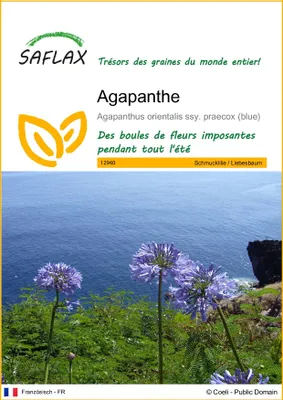 Image de SAFLAX - Agapanthe - 50 graines - Agapanthus