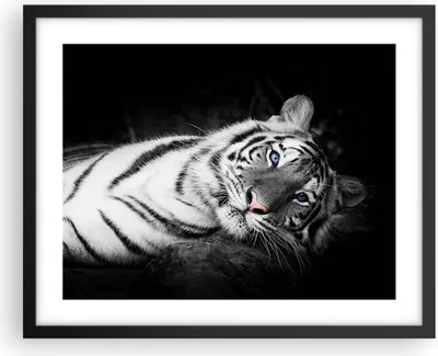Produktbild von Gerahmtes Poster - Schwarzer Rahmen - Weiß Tiger Schwarz und Weiß - 50x40 cm - Wand Bild - Wanddeko - Wandbilder - Wandposter - Bilderrahmen - Bilder - Kunstdruck - Wandbild - P2BAA50x40-4247