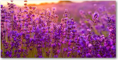 Produktbild von Tulup® Glas-Bild - 100x50 -Wandkunst - Wandbild hinter gehärtetem Sicherheitsglas  - Blumen & Pflanzen - Lavendelfeld - Lila