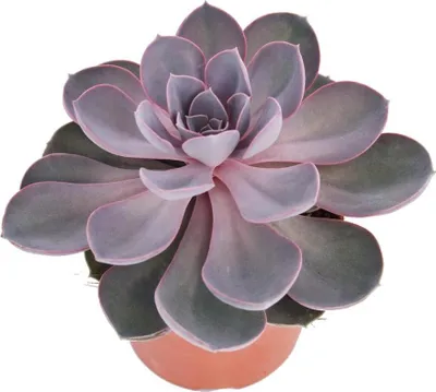 Zdjęcie produktu dla Echeveria Perle von Nürnberg - duza roslina w doniczce 12 cm