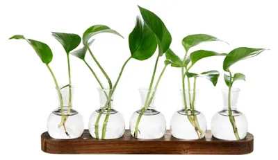 Produktbild von Blumenvase mit Holztablett - Glasvase für Hydrokultur und Dekoration