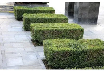 Produktbild von 10 x Liguster Ligustrum ovalifolium H 40-60 cm Bund ClickCo für 2 Lfm Hecke