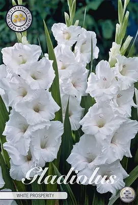 Artikelbild 2 von 'Gladiole White Glory (10 Stück)' aus der Kategorie Gladiolenzwiebeln