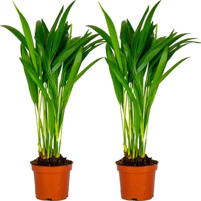 Produktbild von 2er Set - Dypsis Lutescens - Goldfruchtpalme - Areca Palme - Zimmerpflanzen - Pflegeleicht - Haustierfreundlich - Höhe 25-30 cm - Topf 10,5 cm