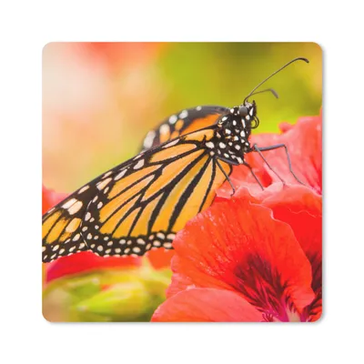 Produktbild von MuchoWow® Mauspad Mousepad Blumen - Schmetterlinge - Monarch 20x20 cm - Mousepads - Maus Mat - Pad - Mausunterlage - Desk Mat - Bureauartikeln