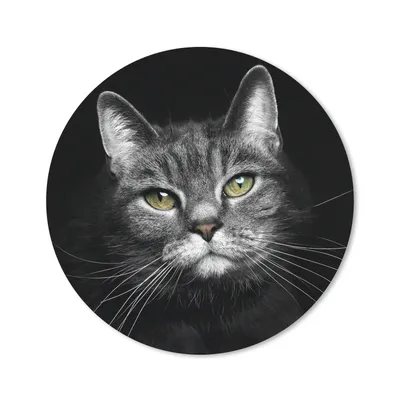 Produktbild von MuchoWow® Mauspad Mousepad Haustiere - Katze - Tiere - Schwarz - Weiß 20x20 cm - Mousepads - Maus Mat - Pad - Mausunterlage - Schreibtischmatte