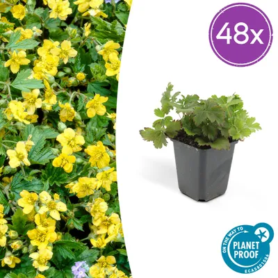 Image de Waldsteinia ternata | 48 pièces - 10-25cm - Ø9cm - Plante de jardin