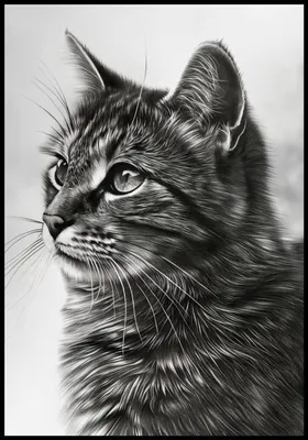 Produktbild von Plakat 68x98cm Katzenblick