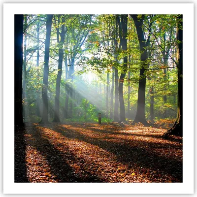 Produktbild von Poster - Poster ohne Rahmen - Wald Blätter Sonne - 60x60 cm - Wand Bild - Wanddeko - Wandbilder - Kunstposter - Wandposter - Bilder - Kunstdruck - Wanddekoration - Wandbild - P2XAC60x60-0136