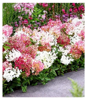 Produktbild von BALDUR-Garten 1x Niedrige Hortensie 'Groundbreaker®', Pflanze im 14 cm-Topf, Hydrangea paniculata Groundbreaker® Blush, wird maximal 40 cm hoch, extrem reichblühend, als Bodendecker geeignet