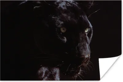 Produktbild von MuchoWow® Poster Panther - Tier - Schwarz 90x60 cm - Schlafzimmer