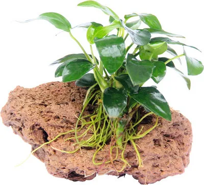 Produktbild von Bonsai Speerblatt Stein - Anubias nana Bonsai ca. 9 x 7 x 7 cm