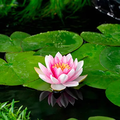 Productafbeelding van Moerings Nymphaea Attraction | Waterlelie | In 11CM pot