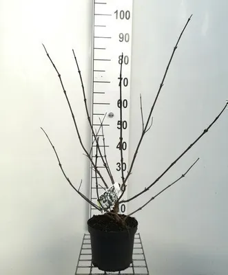 Obrázok produktu pre Viburnum plic. 'Grandiflorum' (rotundifolium) - Snežienka 40- 60 cm - Kontajner