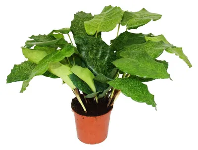 Obrázok produktu pre Kvetina Calathea Musaica 'Network' v kvetináči s priemerom 14 cm