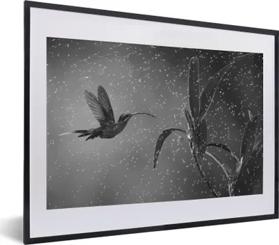 Produktbild von MuchoWow® MuchoWow® Gerahmtes Poster Kolibri im Regen in der Natur von Costa Rica in schwarz und weiß 40x30 cm - Poster mit zchwarzem Bilderrahmen - Bilderrahmen - Poster im Rahmen