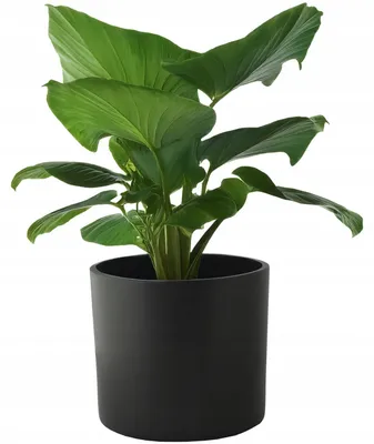 Produktbild von Skandi.pl Großer Keramik-Übertopf 19cm Schwarz Matt
