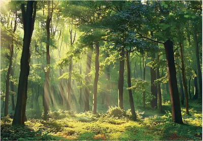 Produktbild von Fototapete Wald - Natur Bäume - 250x175 cm - inklusive kleister - Vlies Tapete - Vliestapete Wohnzimmer Schlafzimmer Küche Modern Wandtapete