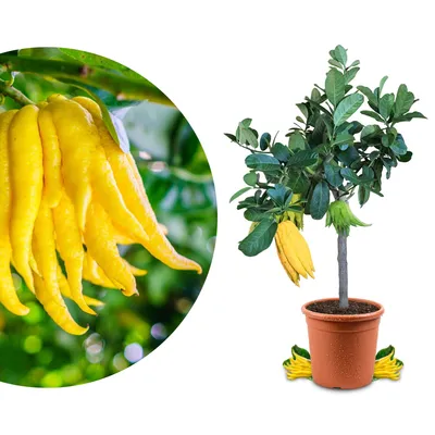 Produktbild von Meine Orangerie Buddhas Hand Zitrone Mezzo - echter Citrusbaum - 60 bis 80 cm - veredelte Citruspflanze - Citrus Medica Digitata - Hand of Buddha