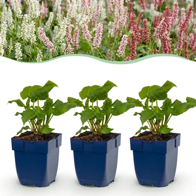 Produktbild von Green boutiQ – Stauden – Persicaria Tricolour – Knöterich – Schattenverträglich – Rot, Rosa, Weiß – 24 Pflanzen – Topfgröße 11 cm – Höhe 15-25 cm