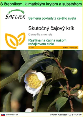 Obrázok produktu pre SAFLAX Garden to go - Skutočný čajový krík - Camellia sinensis - 6 Semená - S črepníkom, klimatickým vekom a pestovateľským substrátom