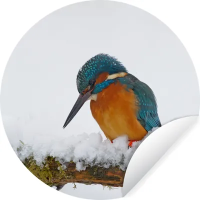 Produktbild von MuchoWow® Runde Wandtattoo - Wandsticker Tapete Aufkleber Eisvogel - Schnee - Winter Ø 50 cm Selbstklebend und Repositionierbar - Wandaufkleber - Kreis - Wand Kreis - Wand Bild - Foto Tapete - Selbstklebende - Wohnzimmerdekoration - Wand Dekoration - Kinderzimmer