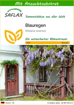A packet of seeds for Wisteria sinensis (Blauregen) with a picture of the blooming plant on a house.